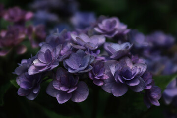 purple hydrangea flowers in the garden