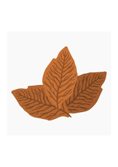 Editable Dried Tobacco Leaves Vector Illustration for Artwork Element of Agriculture or Smoking Related Design