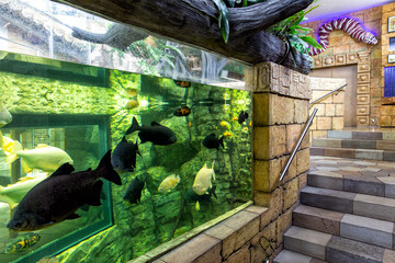 Pacu fish piranha (Colossoma macropomum) in aquarium.