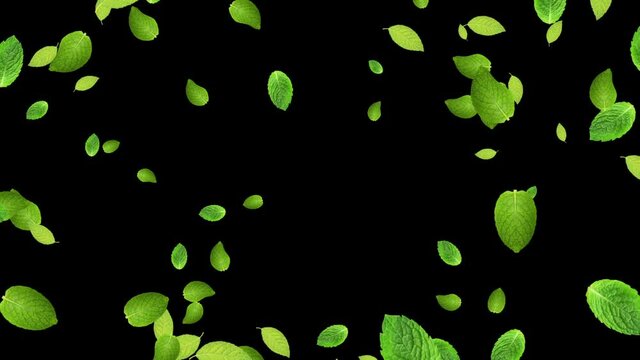 Mint leaves flow, blast leaf with Alpha matte