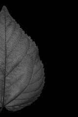 Black and white leaf on black background