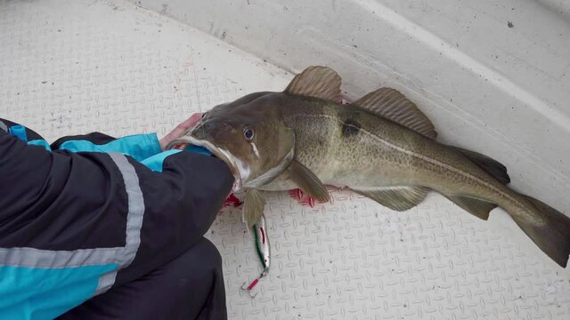 Fisherman Removes Hook From Freshly Caught Atlantic Cod Fish On Boat. - high angle