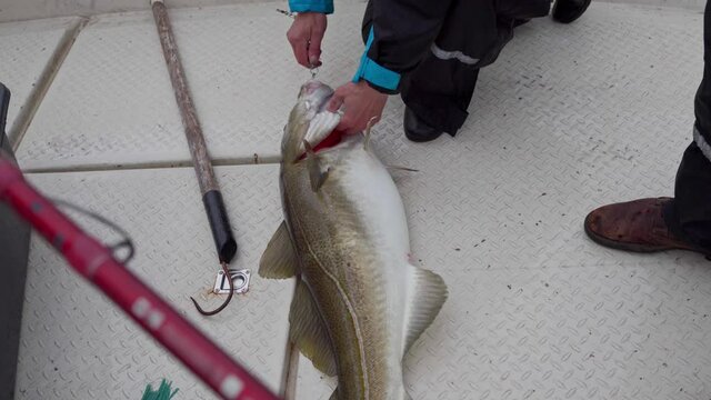Fisherman Removing Gaff Hook On Cod Fish While Holding Fishing Lure. - high angle