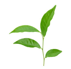 green tea leaf isolated on white background