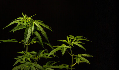marijuana green leaf plant copy space black background
