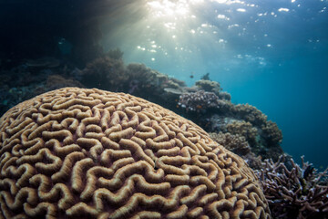 A brain coral grows on a shallow, healthy reef in Raja Ampat, Indonesia. This remote, tropical region is known as the heart of the Coral Triangle due to its spectacular marine biodiversity.