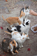 Stray Cats