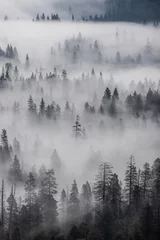Printed roller blinds Forest in fog yosemite