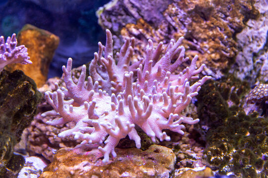 Sea reef - purple actinia stichodactyla gigantea