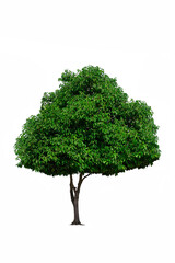 Fototapeta na wymiar green tree isolated on white