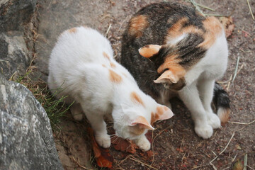 Fototapeta premium stray cats on the ground