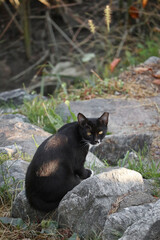 black cat on the ground