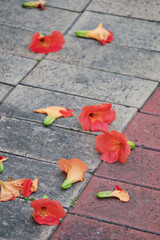 fallen petals after the rain, trumpet creeper
