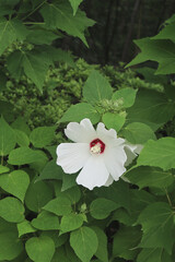 white water hibiscus
