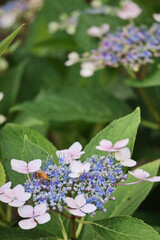 bee on a hydrangea