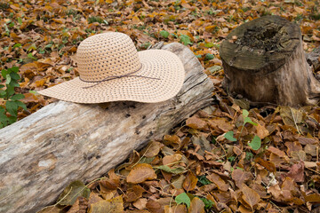 Sun Hat on a Log Among Fall Leaves