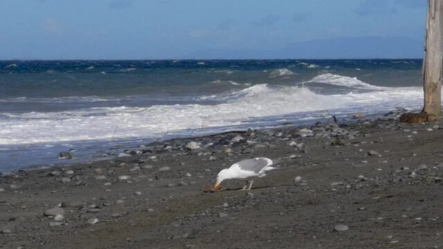 Seagull Eats Crab On Shore Of Beach With Ocean Waves In Background In Pacific Northwest, USA. - wide shot