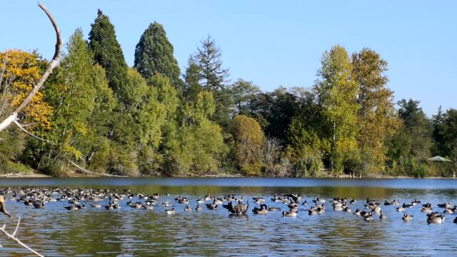 Flock of beautiful ducks on the quiet Waughop Lake in Washington - Wide