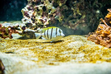 striped fish in coral