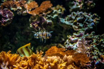 Naklejka na ściany i meble striped fish in coral