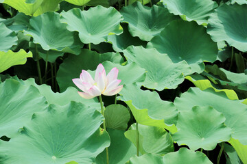 pink lotus flower