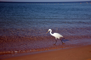 Fototapeta na wymiar White heron in Egypt, Sharm El Sheikh. Red Sea