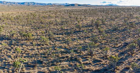Aerial view of many joshua tree in rural land