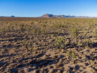 Aerial view of many joshua tree in rural land