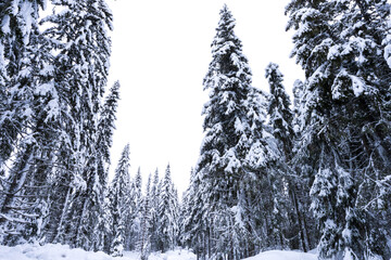 Norwegian spruces in a Scandinavian forest after heavy snowfall