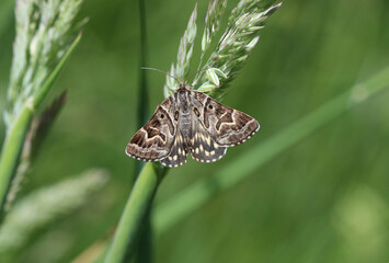 Scheck-Tageule - Mother Shipton moth