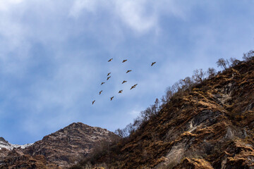 Fototapeta premium birds in flight