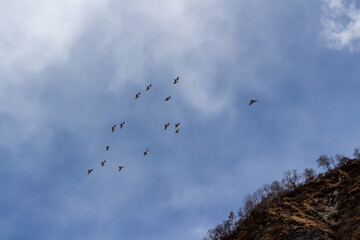 birds in flight
