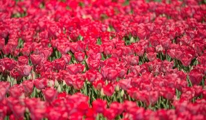 Red tulips in the garden