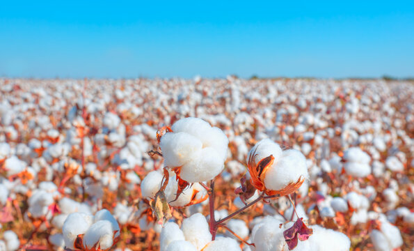 Cotton fields ready for harvesting