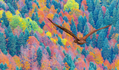 Obrazy na Szkle  Jastrząb rdzawosterny latający nad górami z wielobarwnym lasem