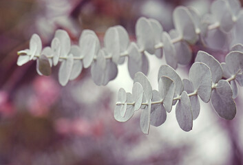 Beautiful silver gray foliage of the Australian native Silver leaved Mountain Gum, Eucalyptus...