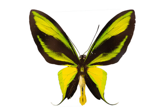 The paradise birdwing (Ornithoptera paradisea) male white background