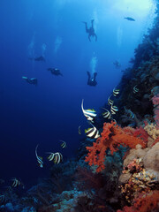 Fototapeta na wymiar Scuba divers and Schooling bannerfish Heniochus diphreutes on a Red Sea coral reef