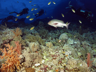 Naklejka na ściany i meble A Twinspot snapper Lutjanus bohar on a Red Sea coral reef