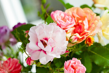 colorful roses in the vase