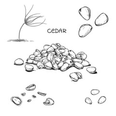Hand drawn sketch black and white of cedar nut, leaf, seeds, sprout, shell. Vector illustration. Elements in graphic style label, card, sticker, menu, package. Engraved style illustration.