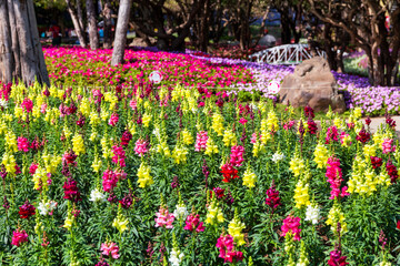 Beautiful spring multicolored flowers in the garden under big trees.