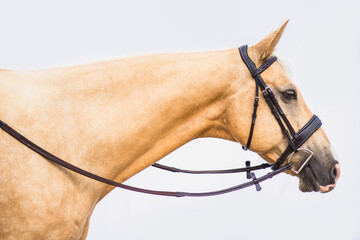 Palomino horse high key portrait