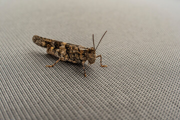 brown grasshopper