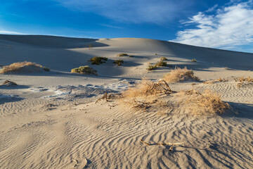 Sand dune, Mesquite sand dunes, in Death Valley, California. Rippled pattern on the sand. Plant on...