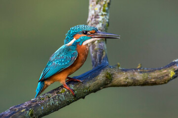 Eisvogel (Alcedo atthis)