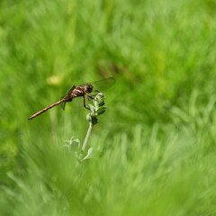 Close up of a Dragonfly on a plant