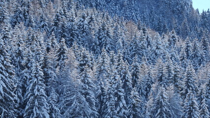 Amazing view of pines covered by snow flakes after the snowfall. Alpine and winter contest. European alps. Wonderful nature