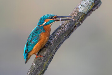 Eisvogel (Alcedo atthis)