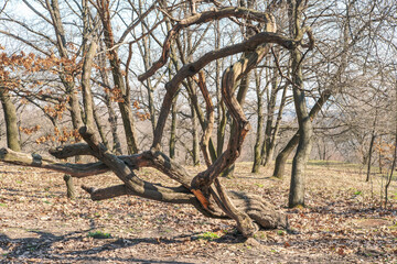 Bizarre tree shapes in the Kiev botanical garden, Ukraine.